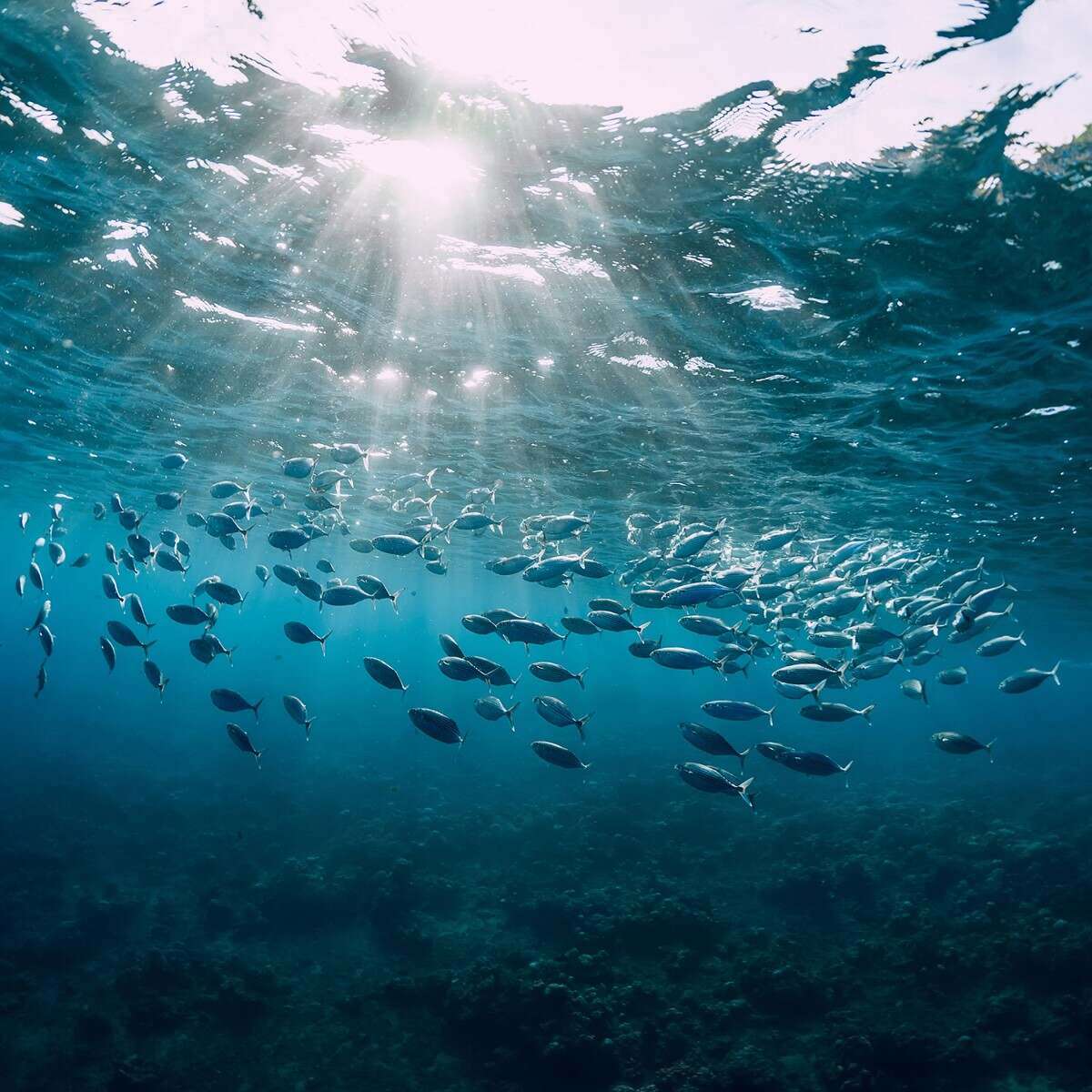 Eine große Gruppe silberner Fische schwimmt unter der Wasseroberfläche im klaren blauen Meer, Sonnenstrahlen dringen ein.