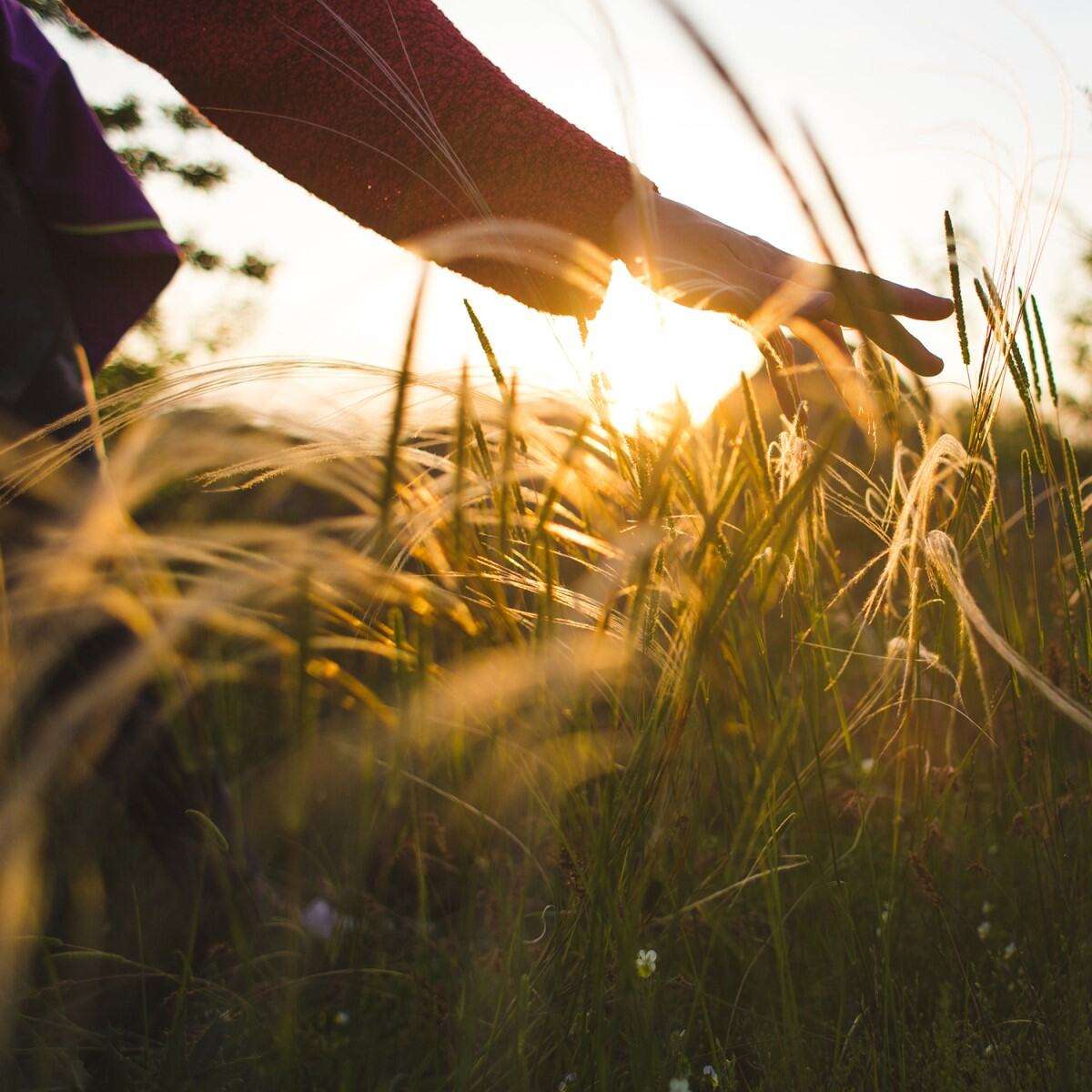 Eine Hand streift durch hohes, golden beleuchtetes Gras im Sonnenuntergang, im Vordergrund feine Halme und Sonnenstrahlen.