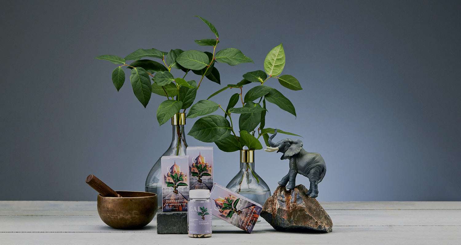 Drei Glasvasen mit grünen Blättern, eine kleine Elefantenfigur auf einem Stein, ein Mörser mit Stößel, mehrere Packungen und eine Flasche Nahrungsergänzung.