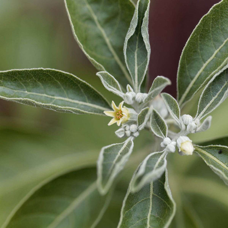 GAL Sensoril® Bio Ashwagandha für mehr Energie im Alltag